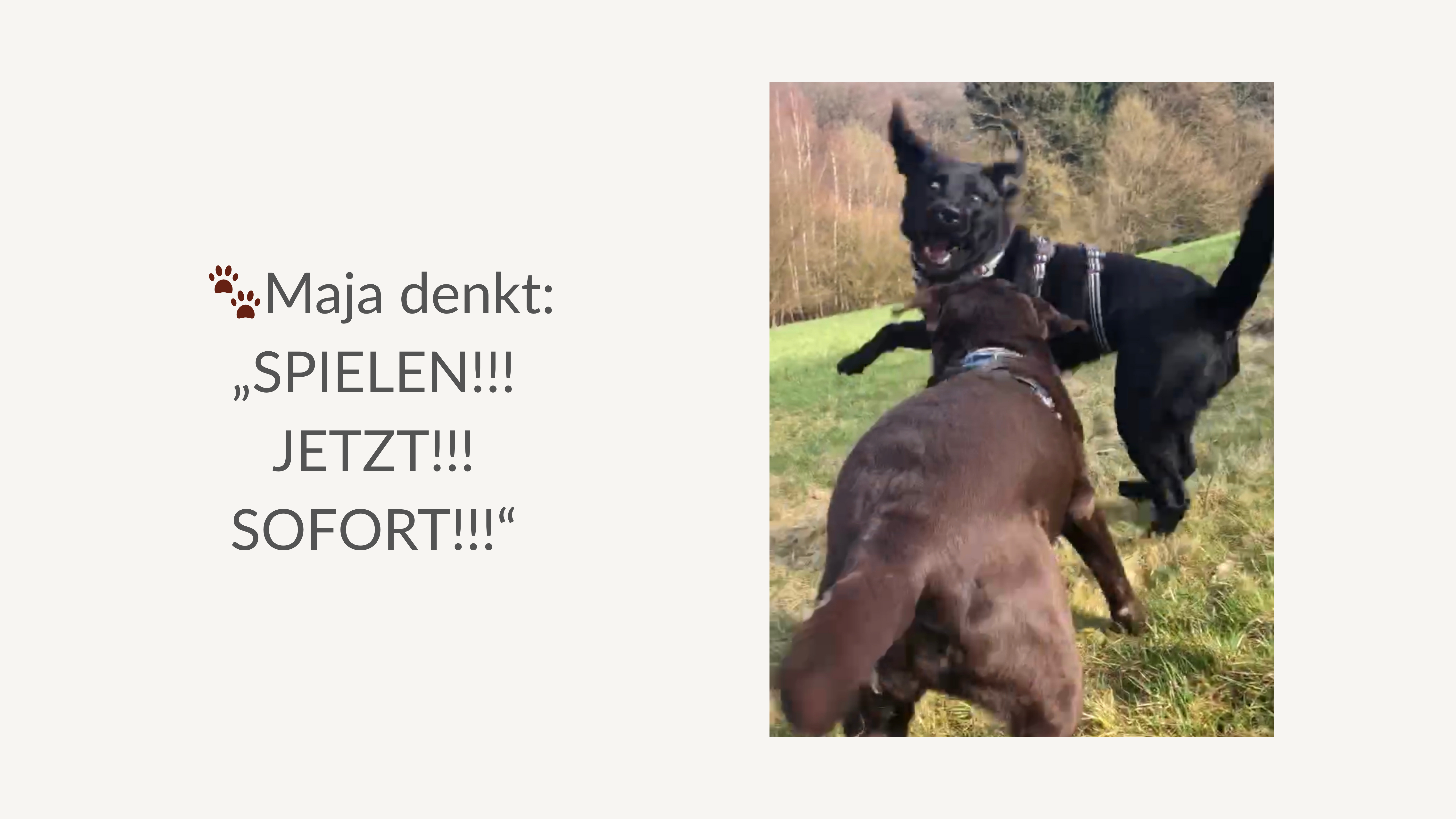 🐾Labrador Spielverhalten – warum Labbis oft „anders“ spielen