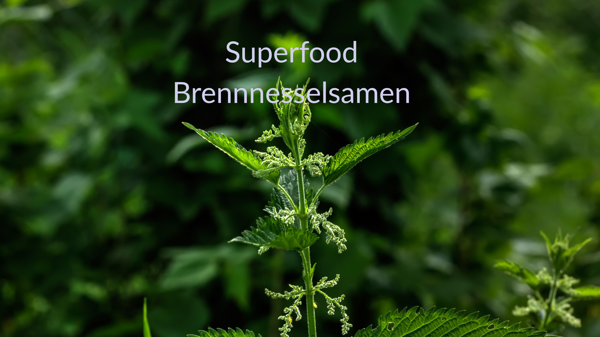 Brennnesselsamen für Hunde