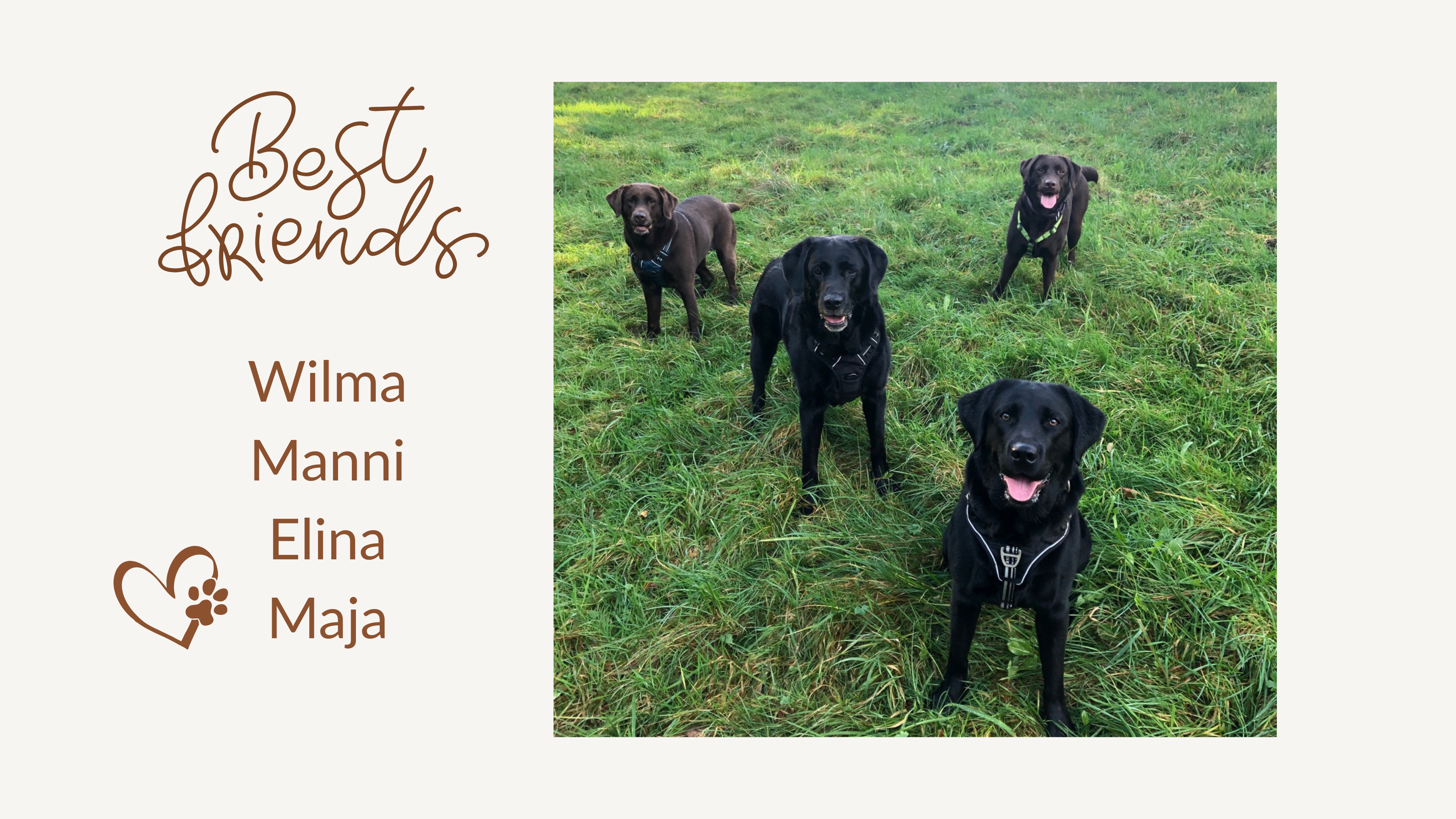 🐾Beste Freunde auf vier Pfoten – warum manche Hunde einfach zusammengehören