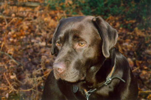 🐾 Labrador – Familienhund, Energiebündel… und manchmal einfach Maja & Elina