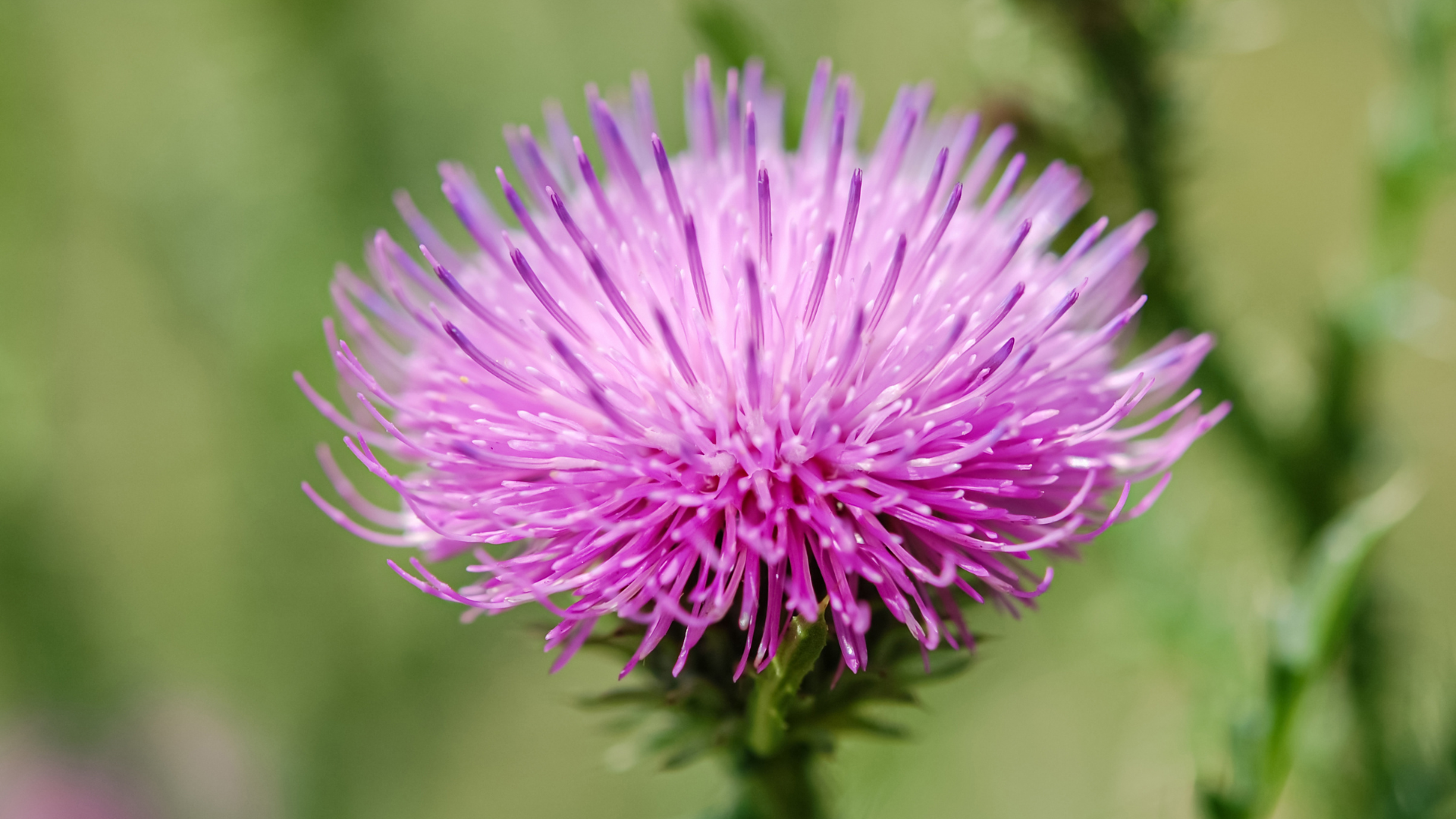 Mariendistel für Hunde