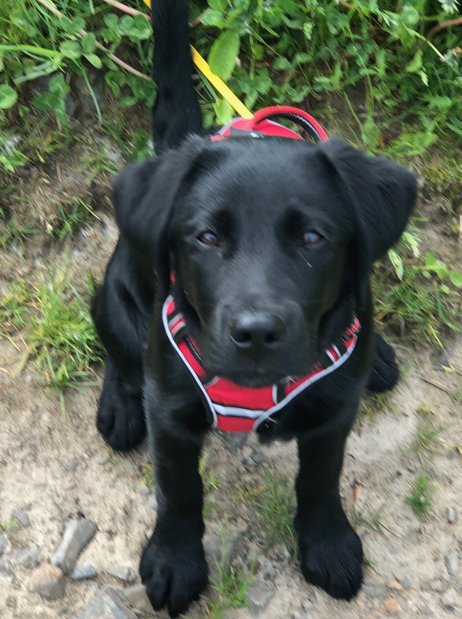 🐾 Wenn Hunde Dinge sehen, die wir nicht sehen  Augenprobleme beim Hund ganzheitlich betrachtet