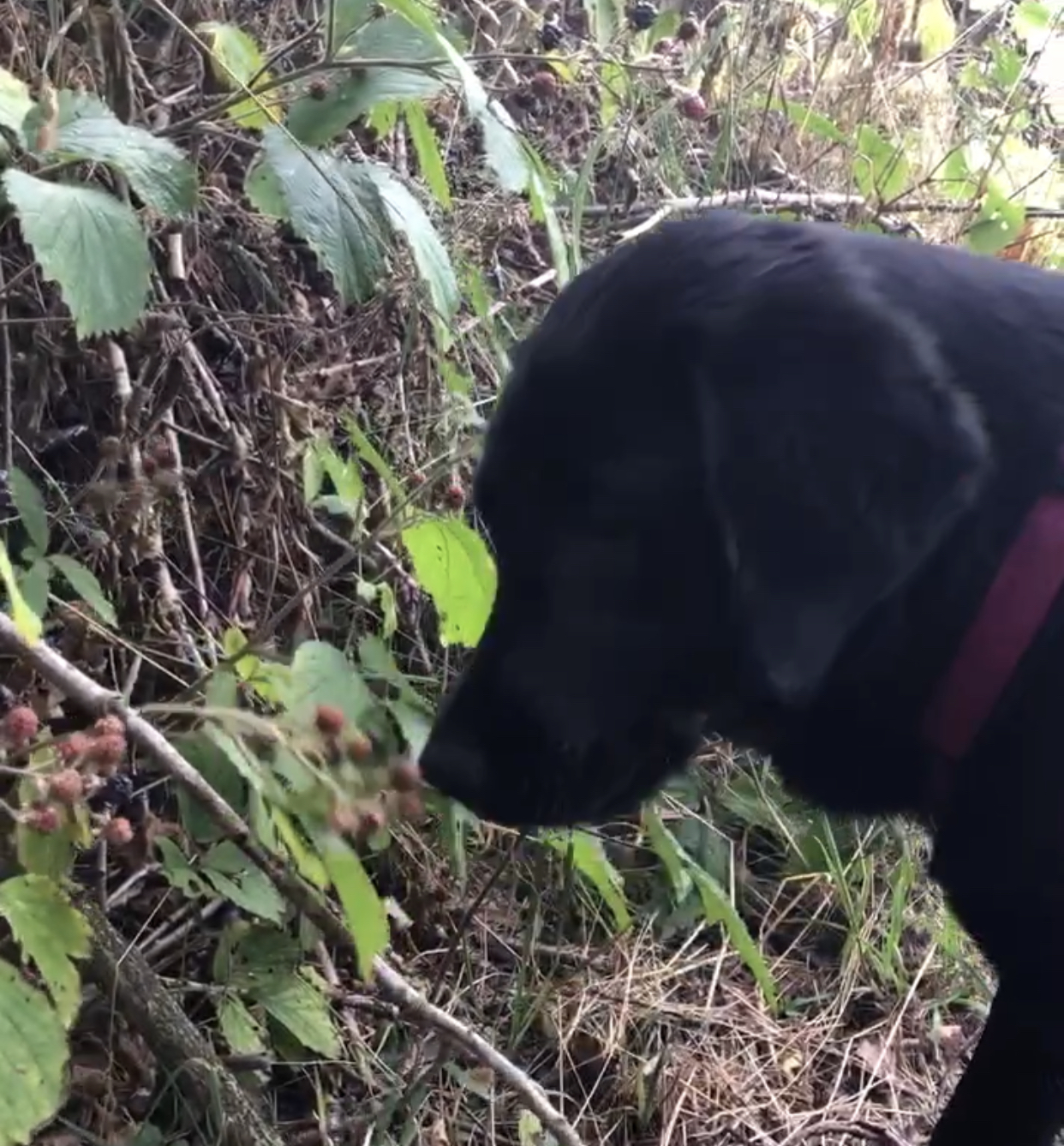 🐾Beeren für Hunde – kleines Superfood vom Wegesrand