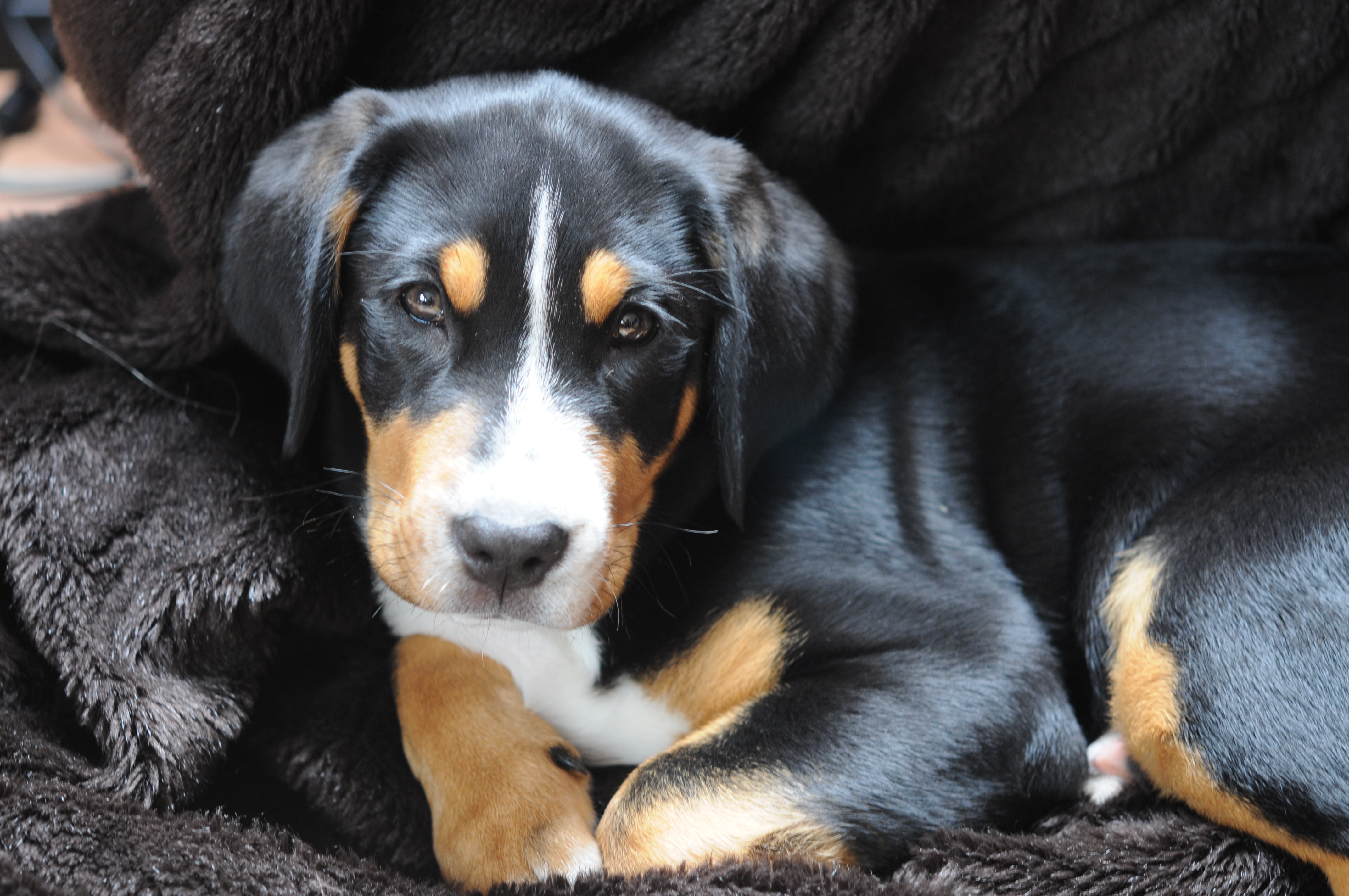 🐾Jule – warum sie meinen Blick auf Hundegesundheit verändert hat