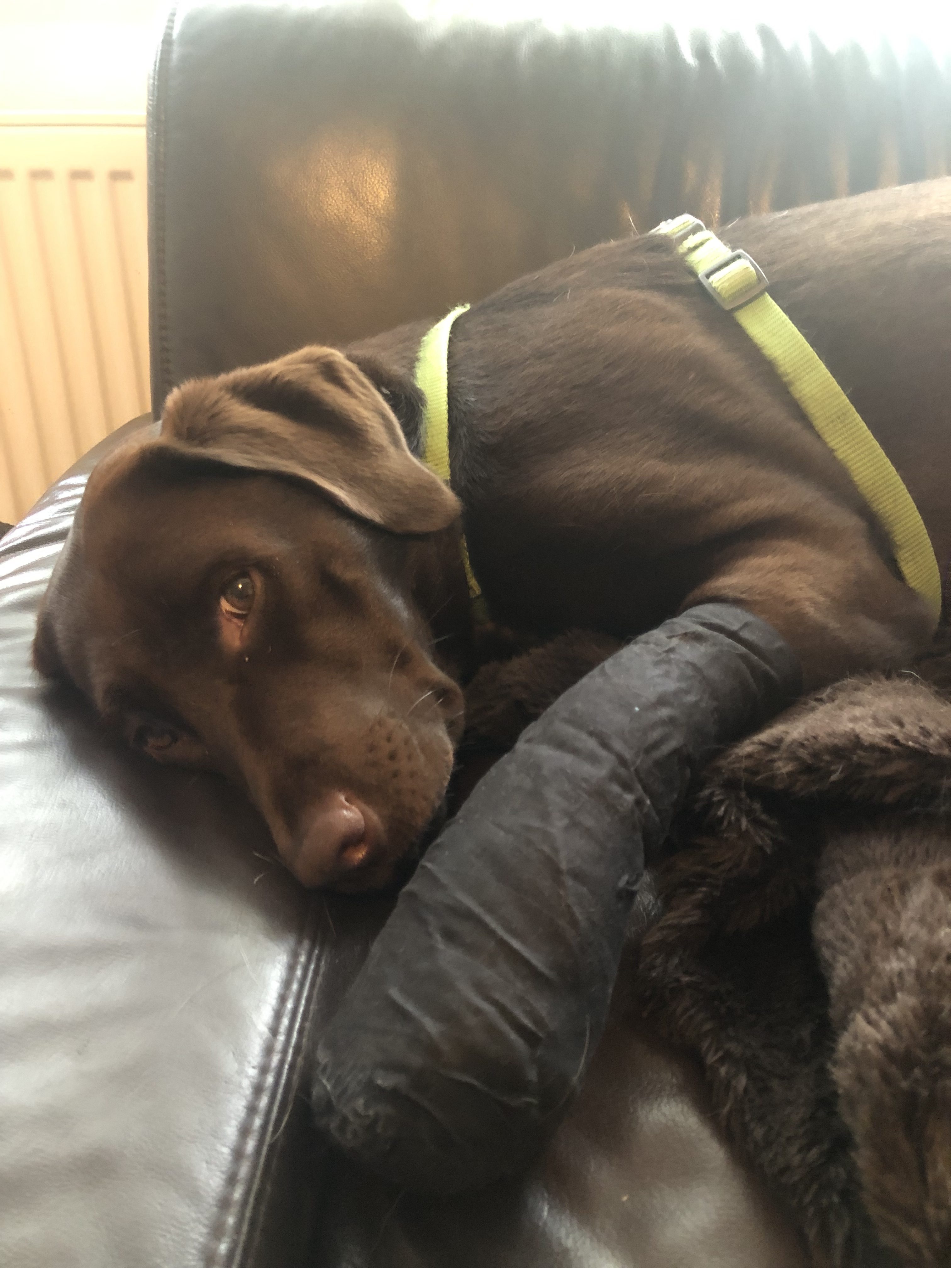 Elina, Pfote Teufelskralle