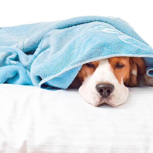 🐾Schmatzanfälle beim Hund – wenn der Magen aus dem Gleichgewicht gerät
