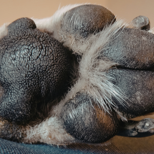 🐾 Pfotenpflege beim Hund im Sommer – warum sie genauso wichtig ist wie im Winter