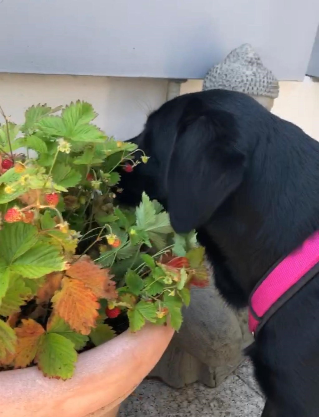 🐾 Mag dein Hund&nbsp;Erdbeeren?