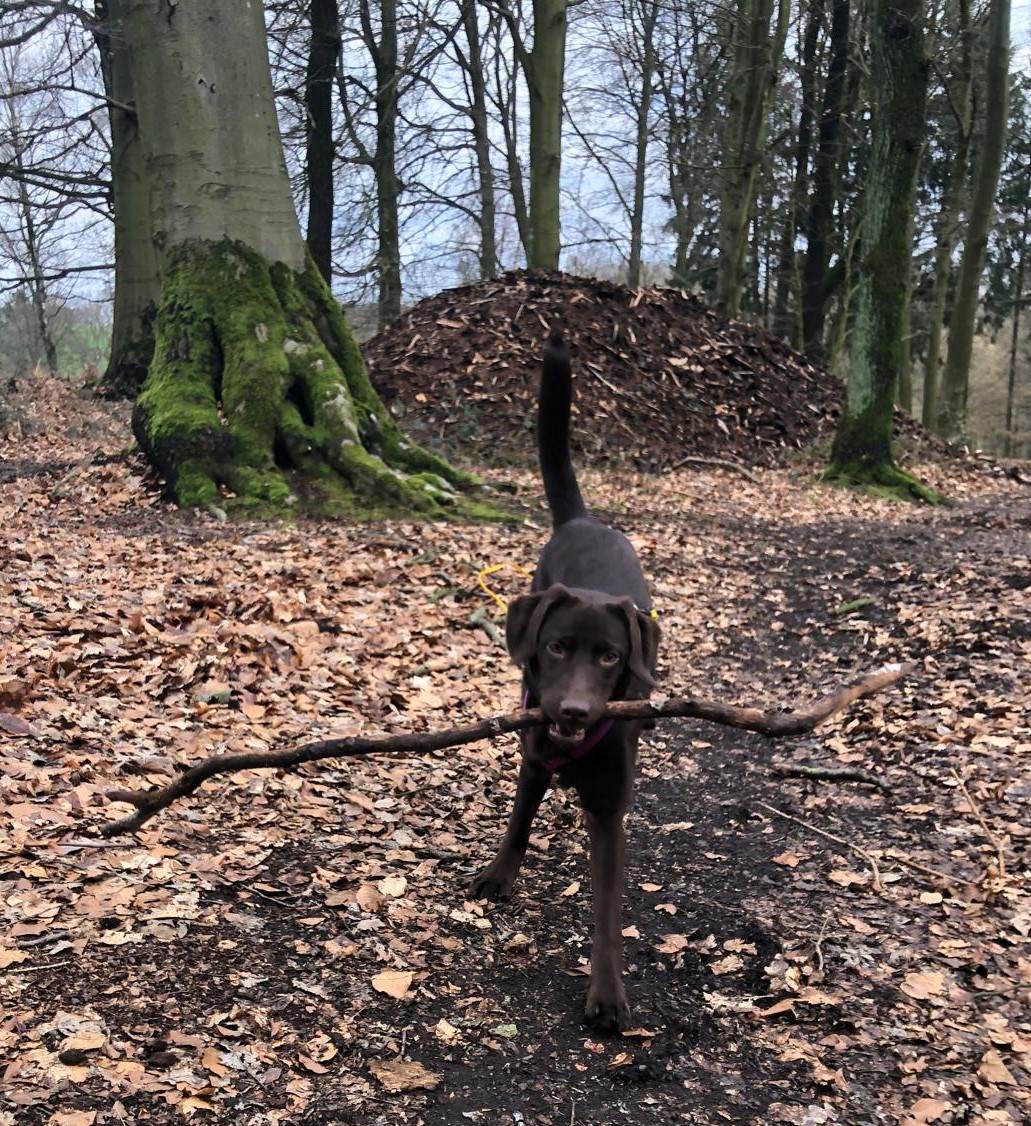 🐾 Zeckenschutz beim Hund: Was hilft wirklich? (Erfahrungen mit natürlichen Mitteln)