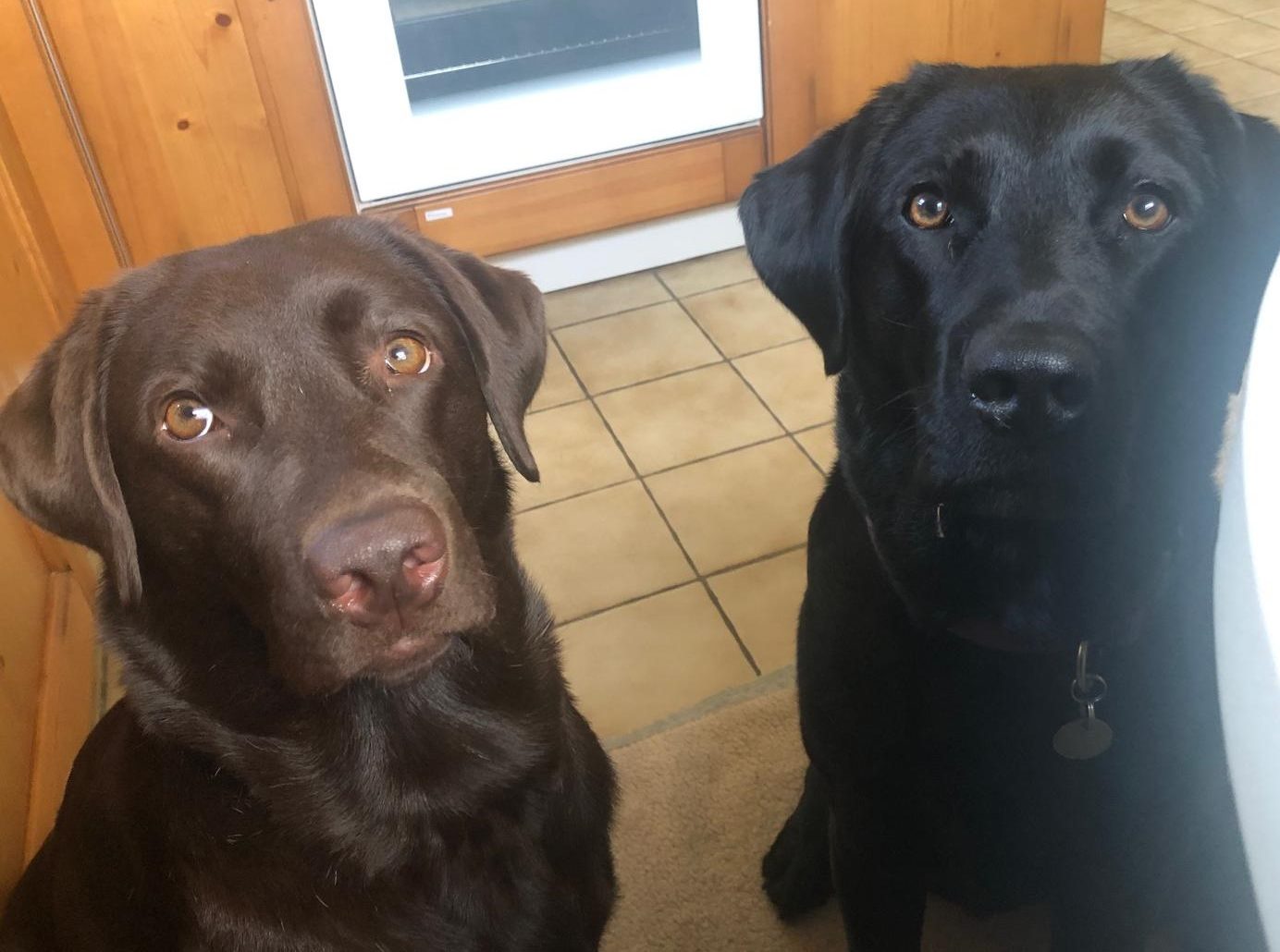 🐾 Warum so viele Labradore übergewichtig sind