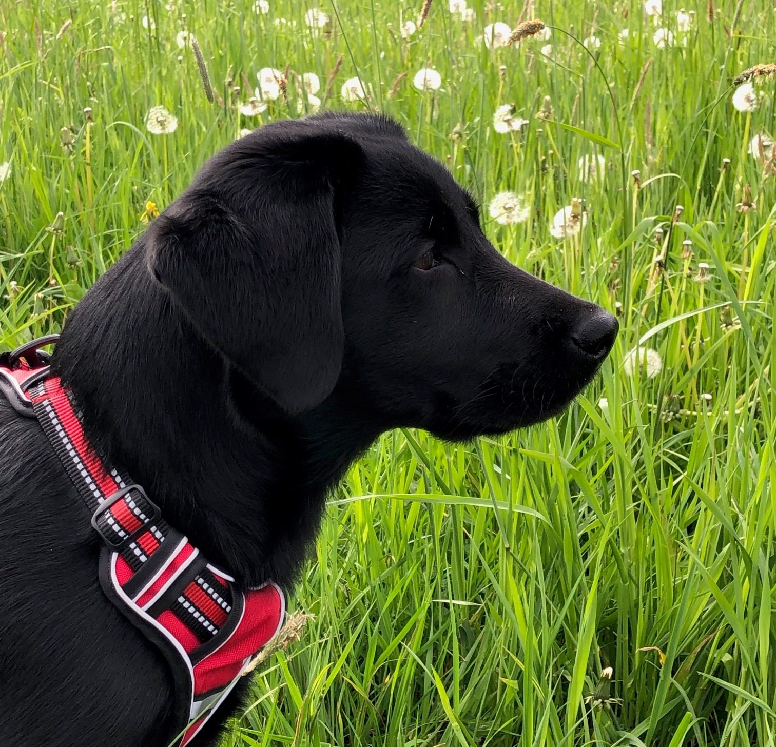 🐾 Wenn der Hund plötzlich sabbert – und es mitten in der Nacht passiert