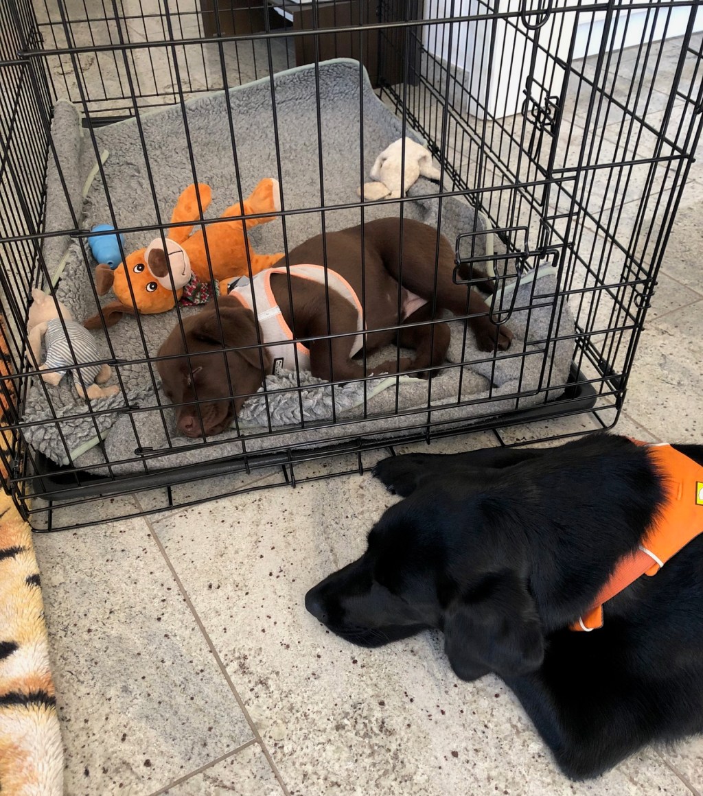 🐾 Als aus zwei Hunden ein Team wurde – und warum eine Box alles verändert&nbsp;hat