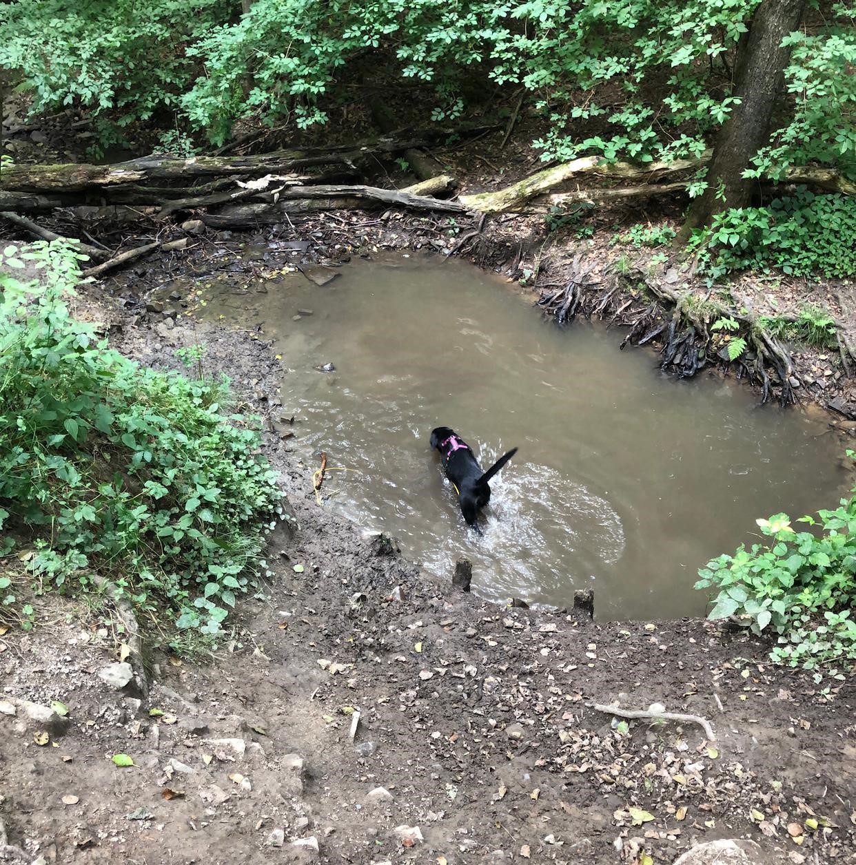 🐾 Spaziergang mit Hund – wenn plötzlich Gefahr entsteht