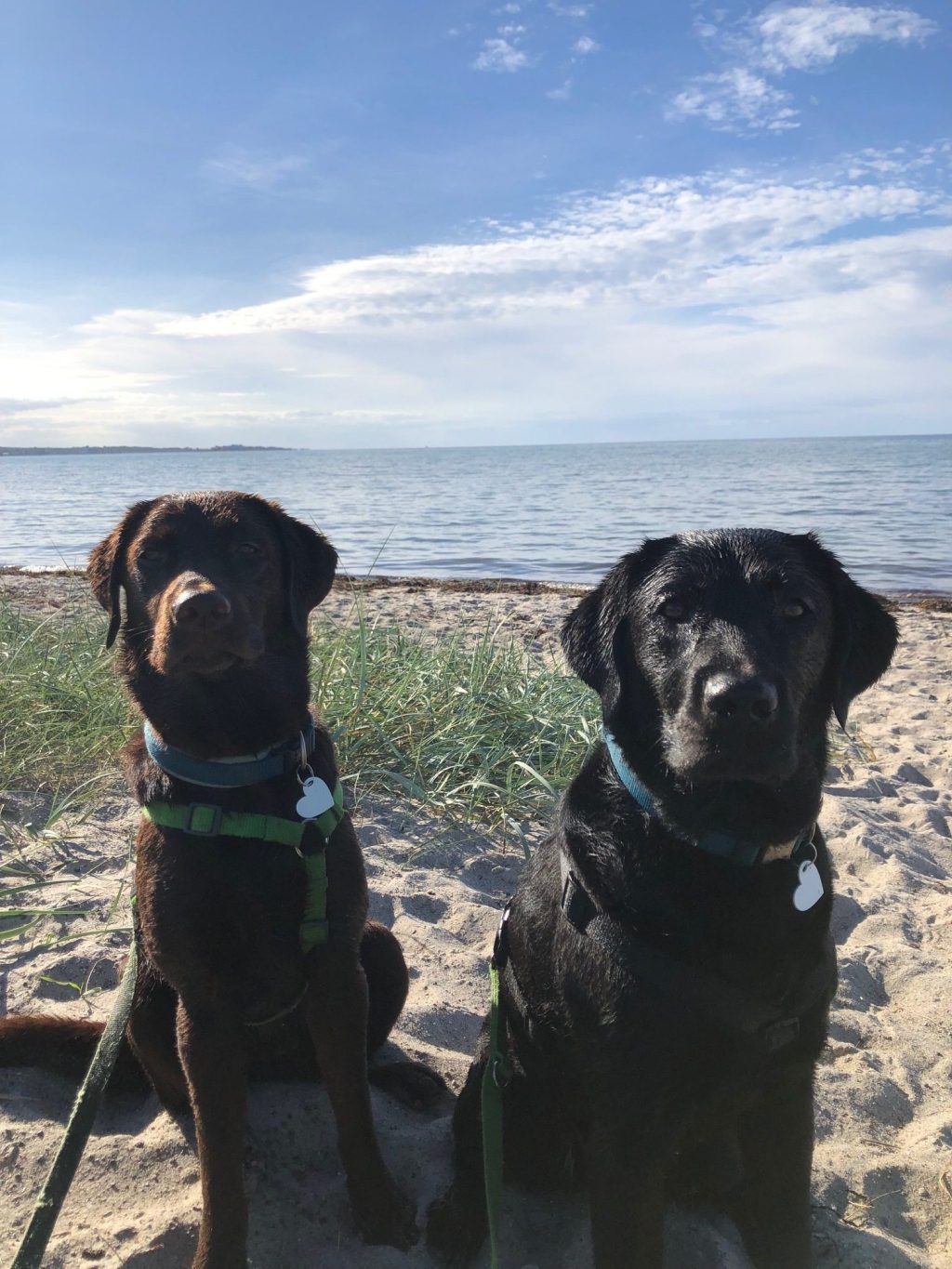 Reisecheckliste Hund