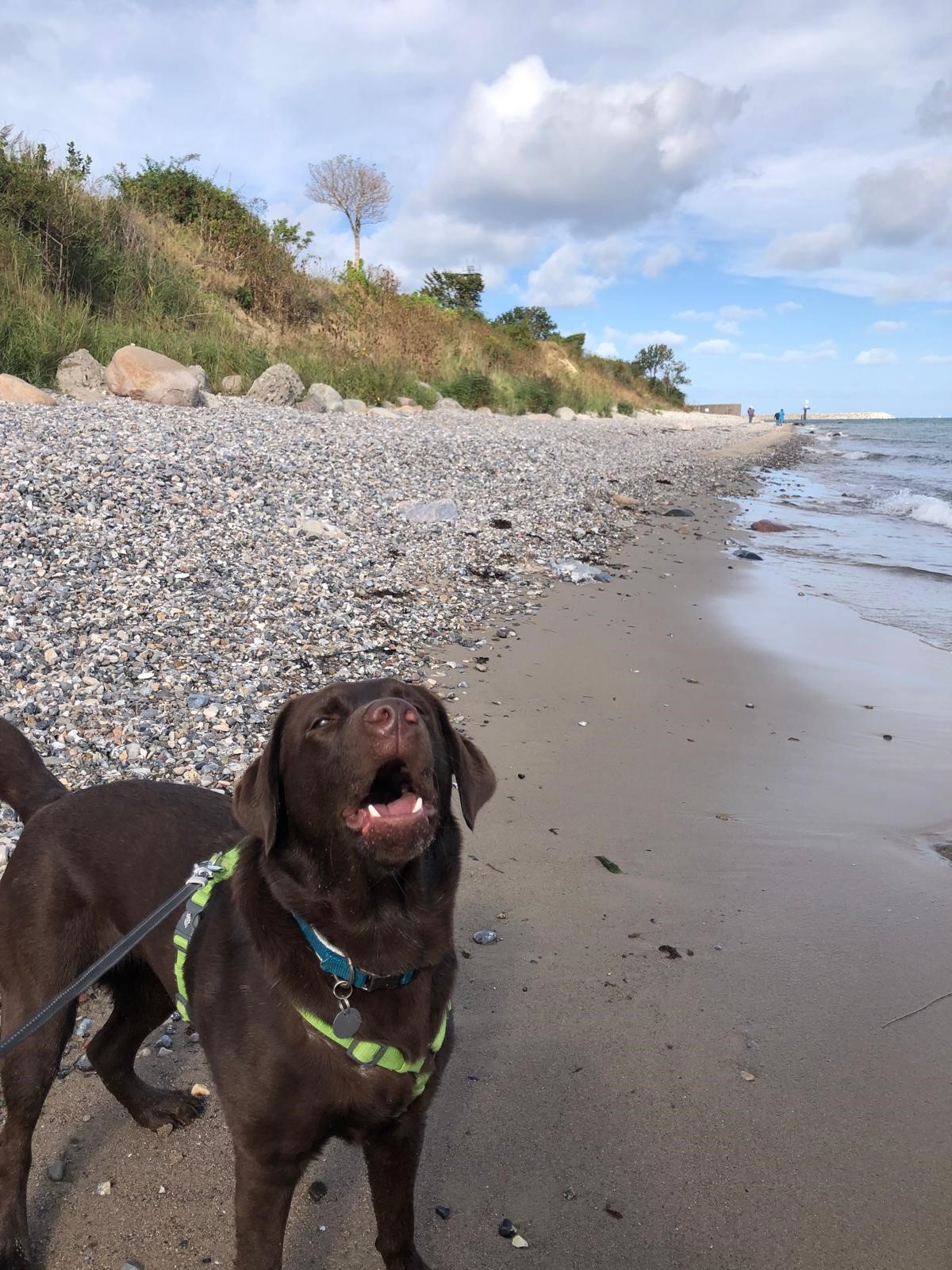 🐾 Urlaub mit zwei Hunden – warum die Unterkunft oft das größte Problem ist