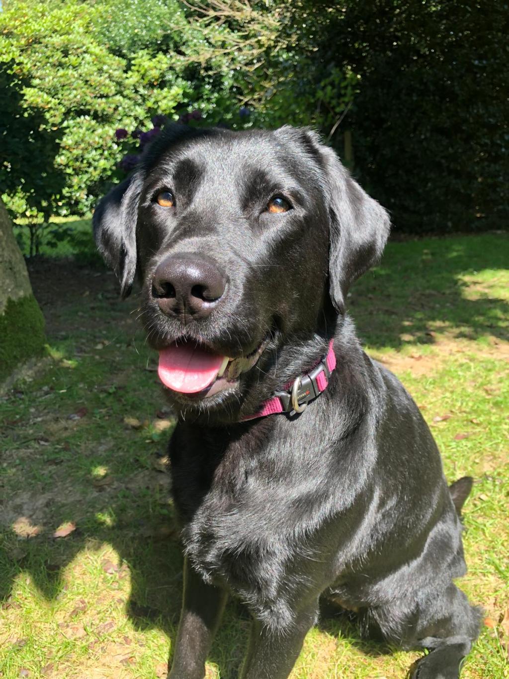 Labbis lieben Wasser,