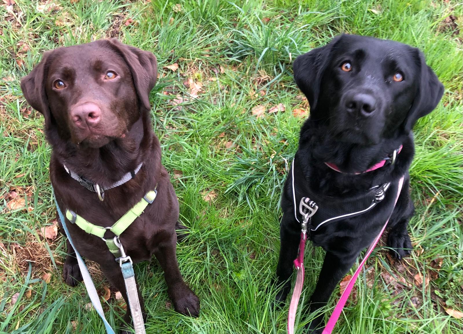 🐾Leben mit zwei Hunden – was dir vorher keiner sagt