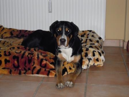 🐾Magendrehung beim Hund – warum Intuition Jules Leben gerettet hat