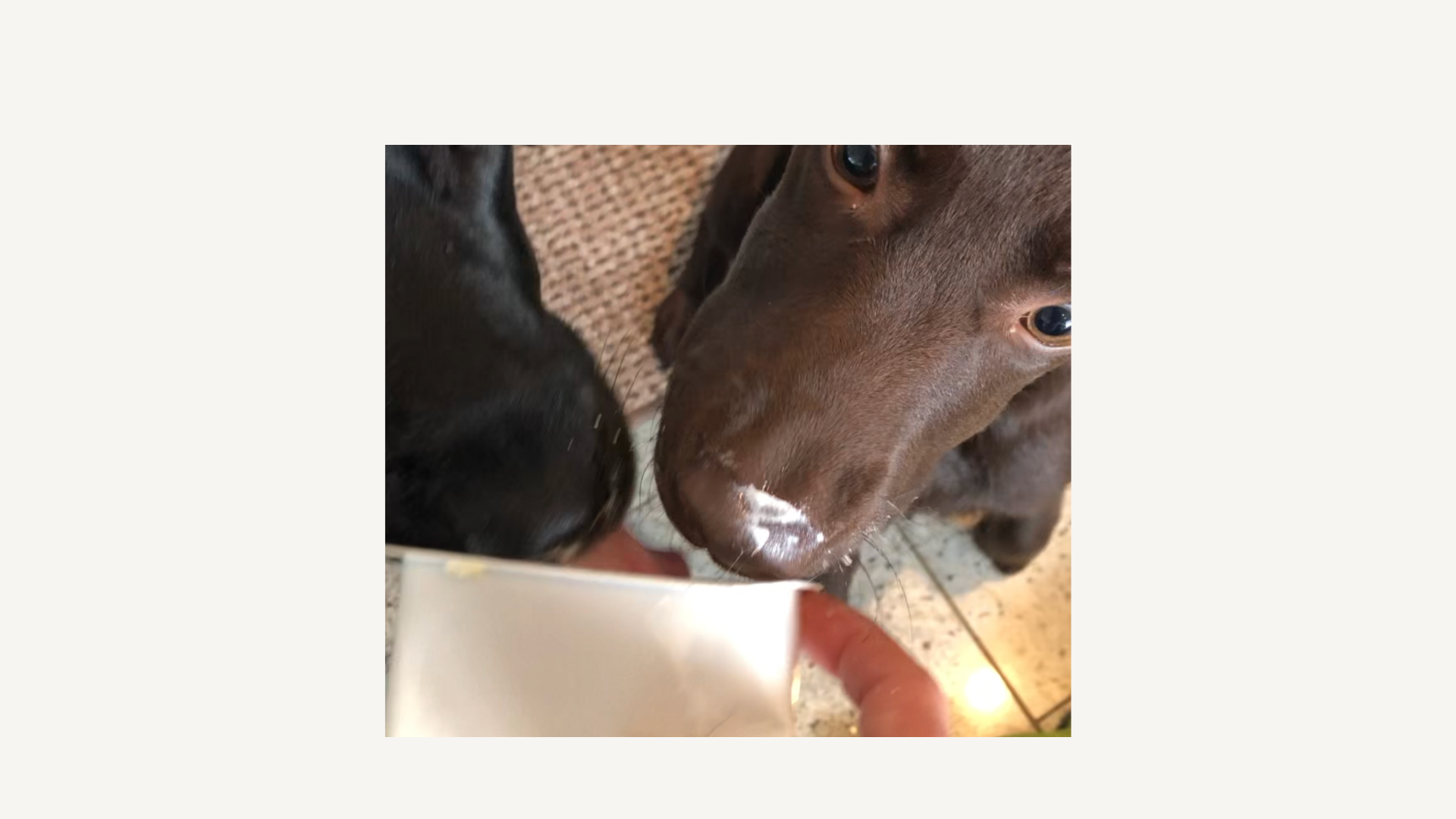 🐾Dürfen Hunde Quark essen? (Und warum meine ihn lieben )