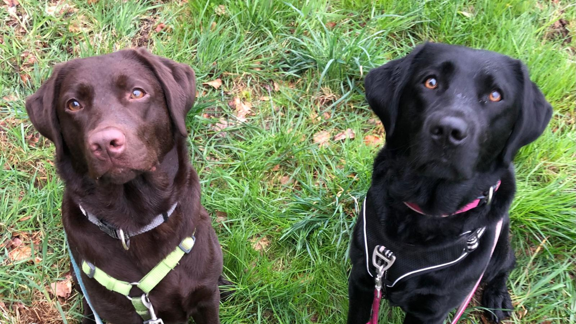 Hunde im Wald anleinen