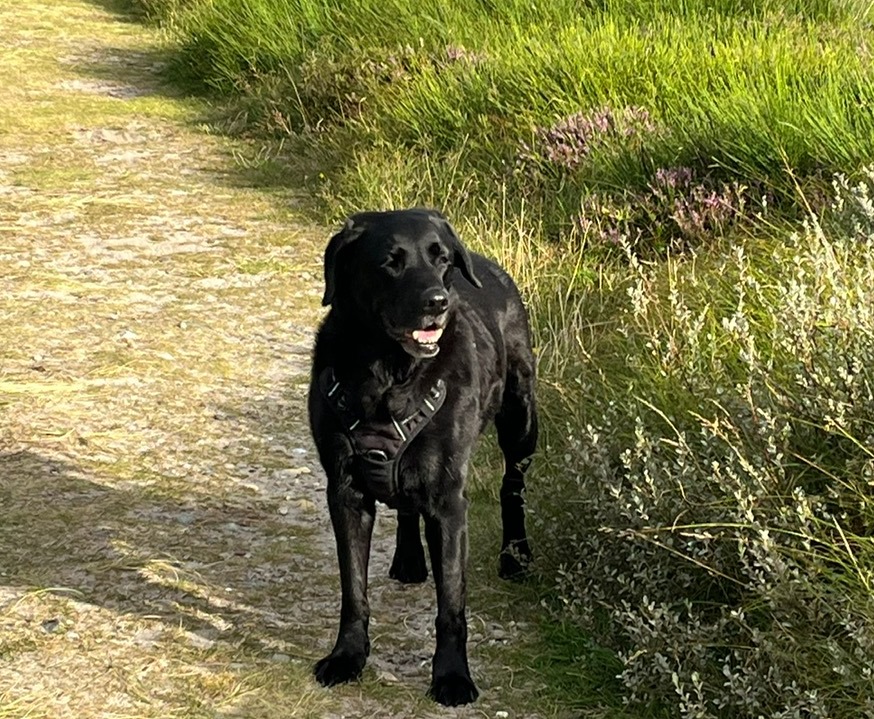 Labrador Manni