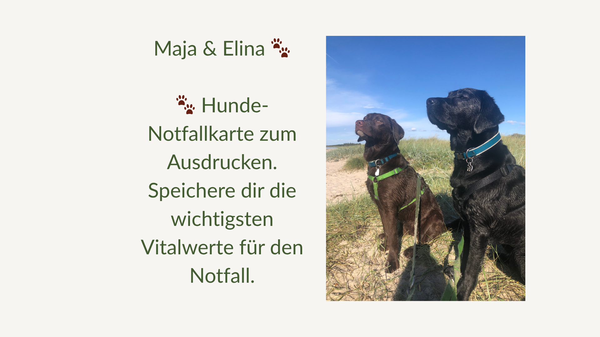 Vitalwerte Hunde