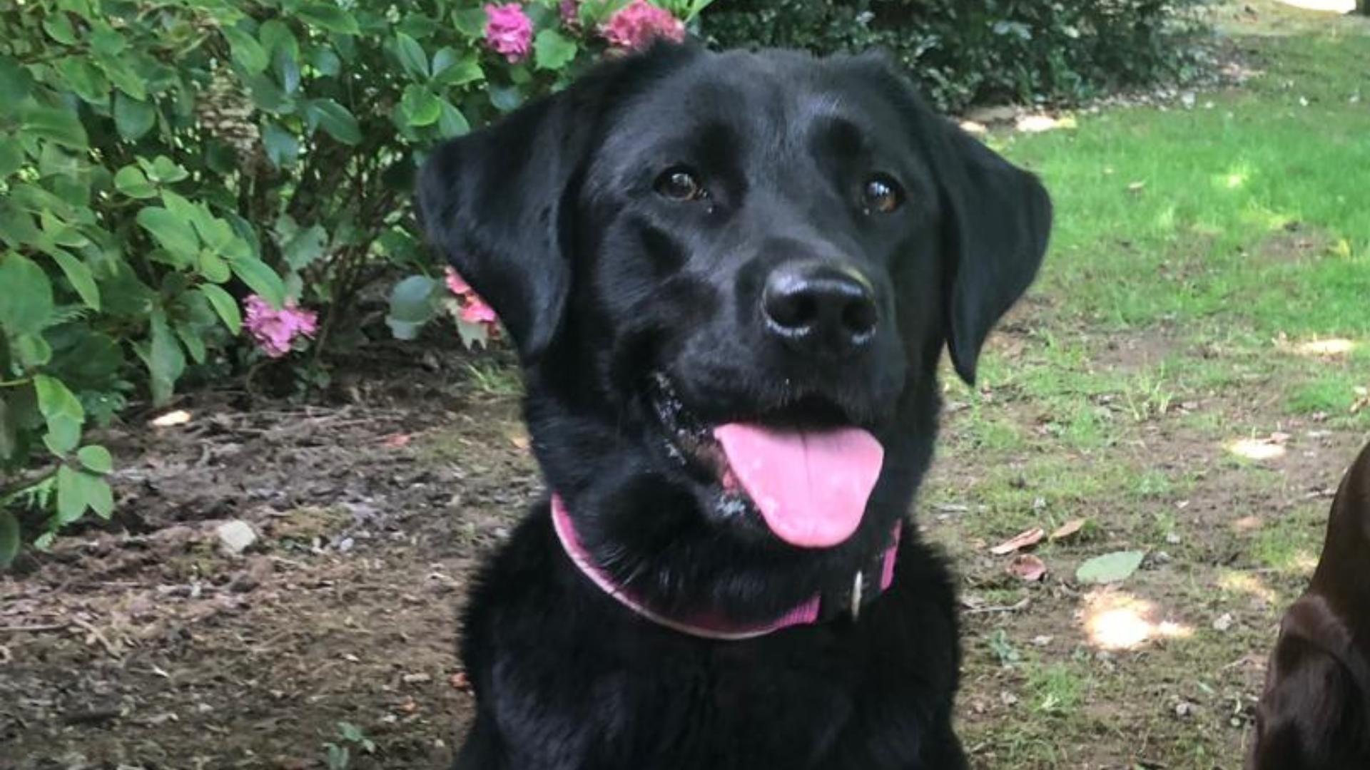 Labrador Training