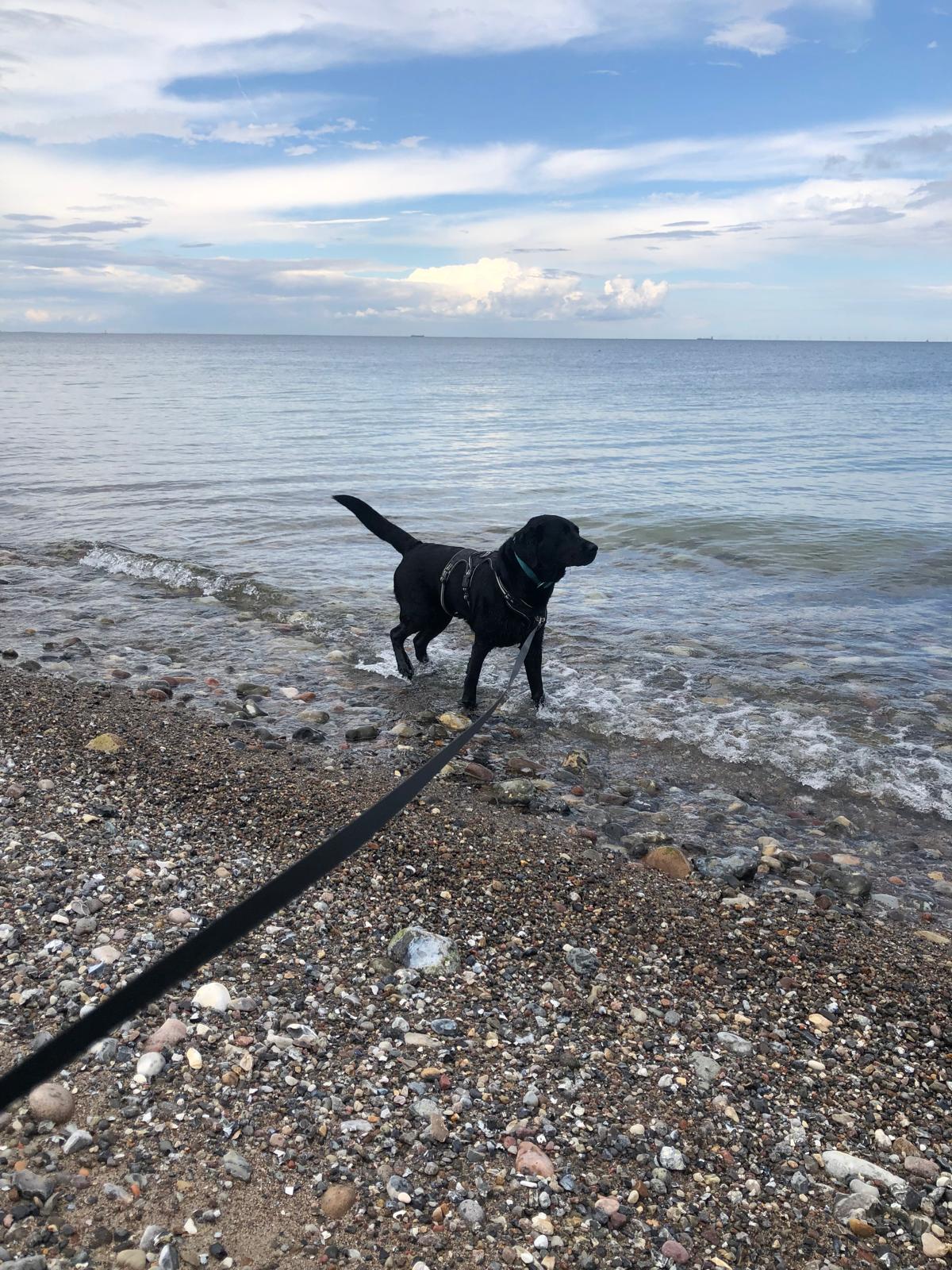 Labrador Maja am Strand