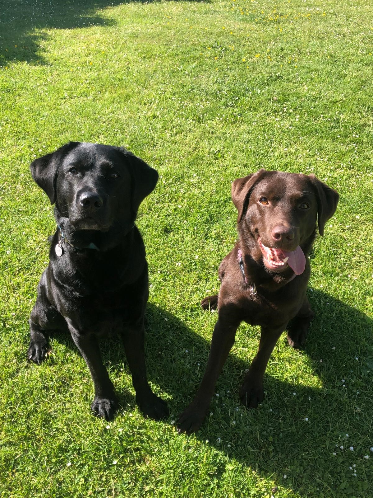 🐾Wann stärke ich eigentlich das Immunsystem meines Hundes?