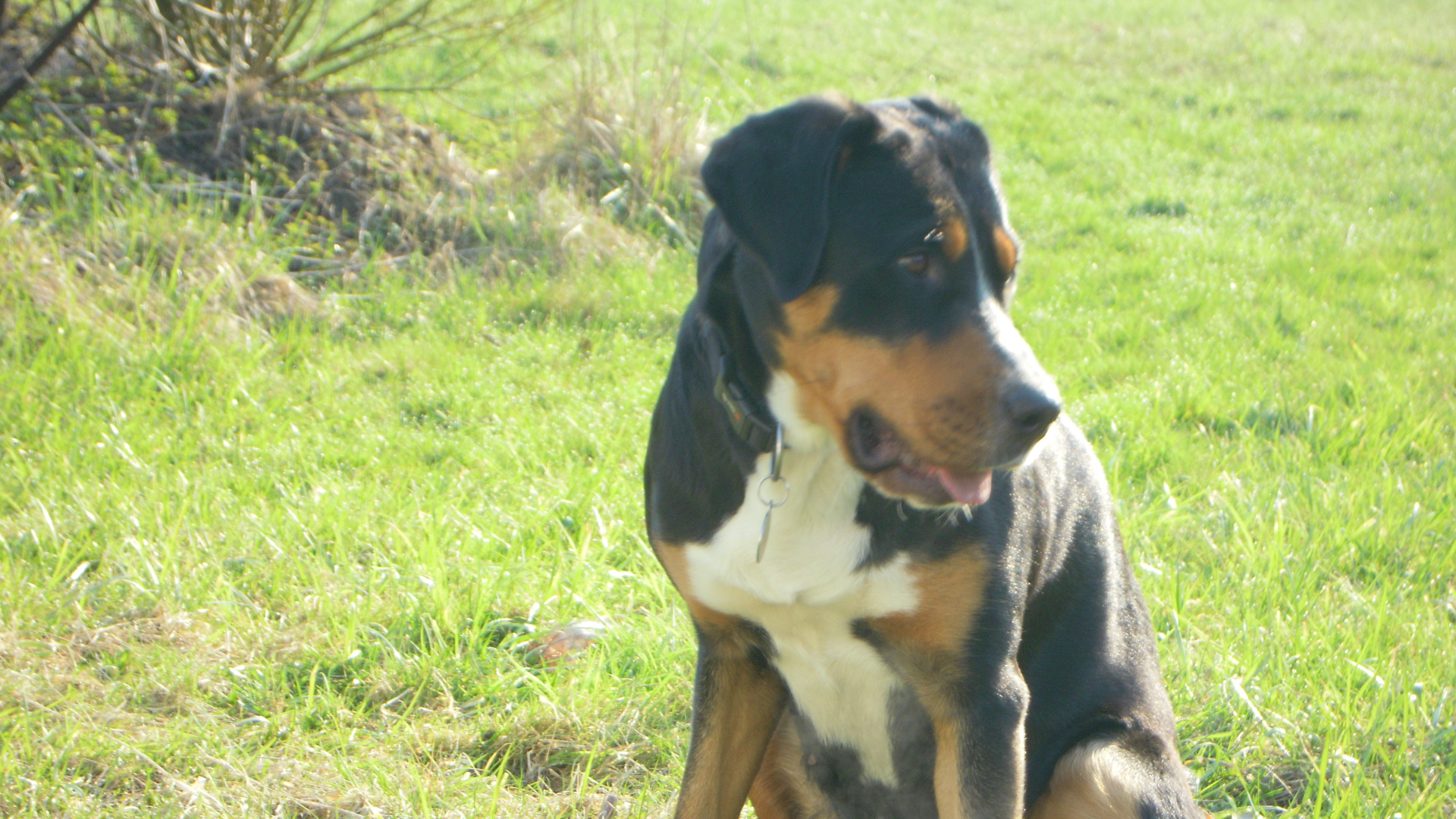 🐾Rhus toxicodendron für Hunde – wenn die ersten Schritte die schwersten sind