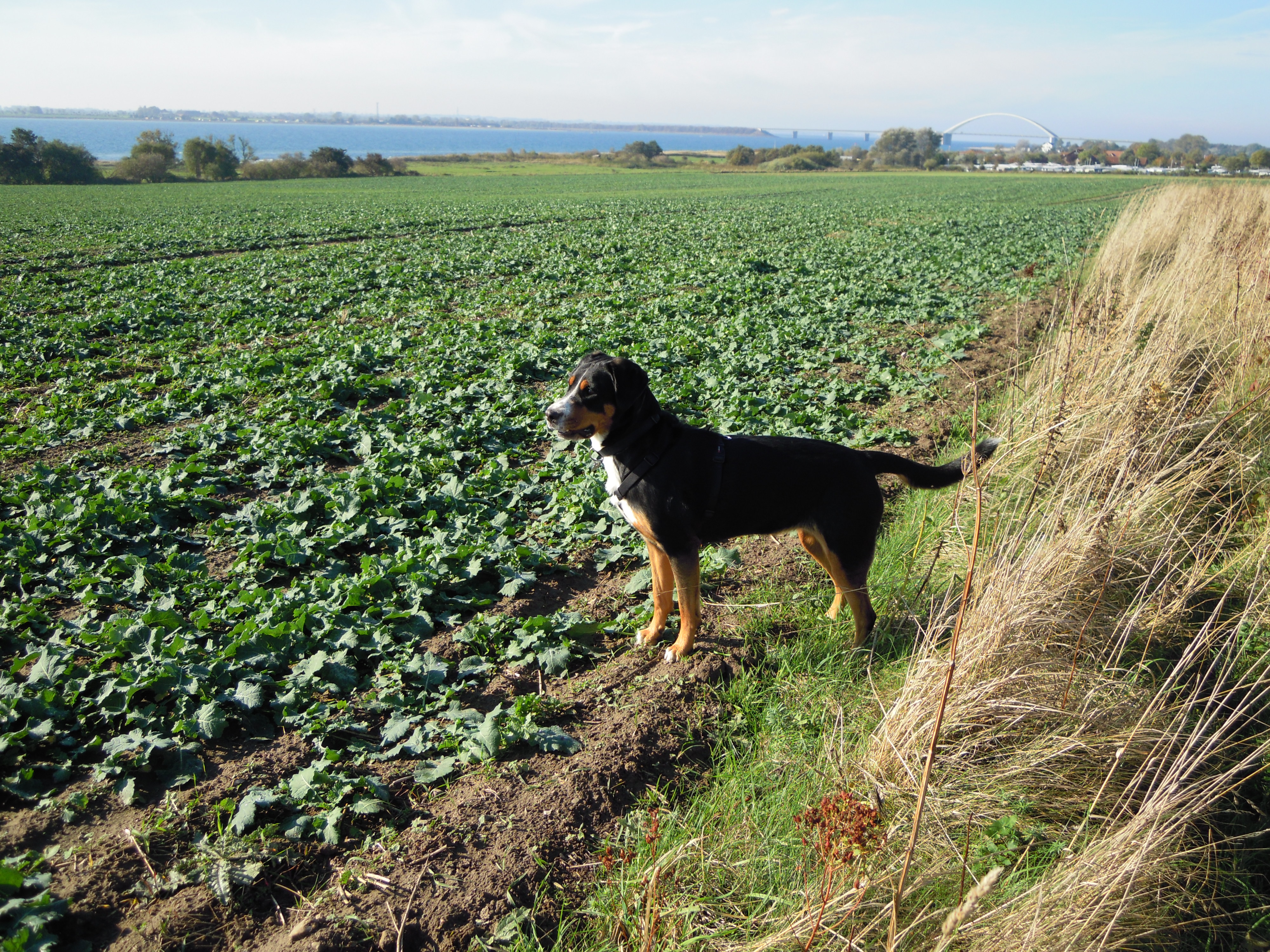 Fehmarn im Herbst mit Hund: Warum wir diese Zeit lieben
