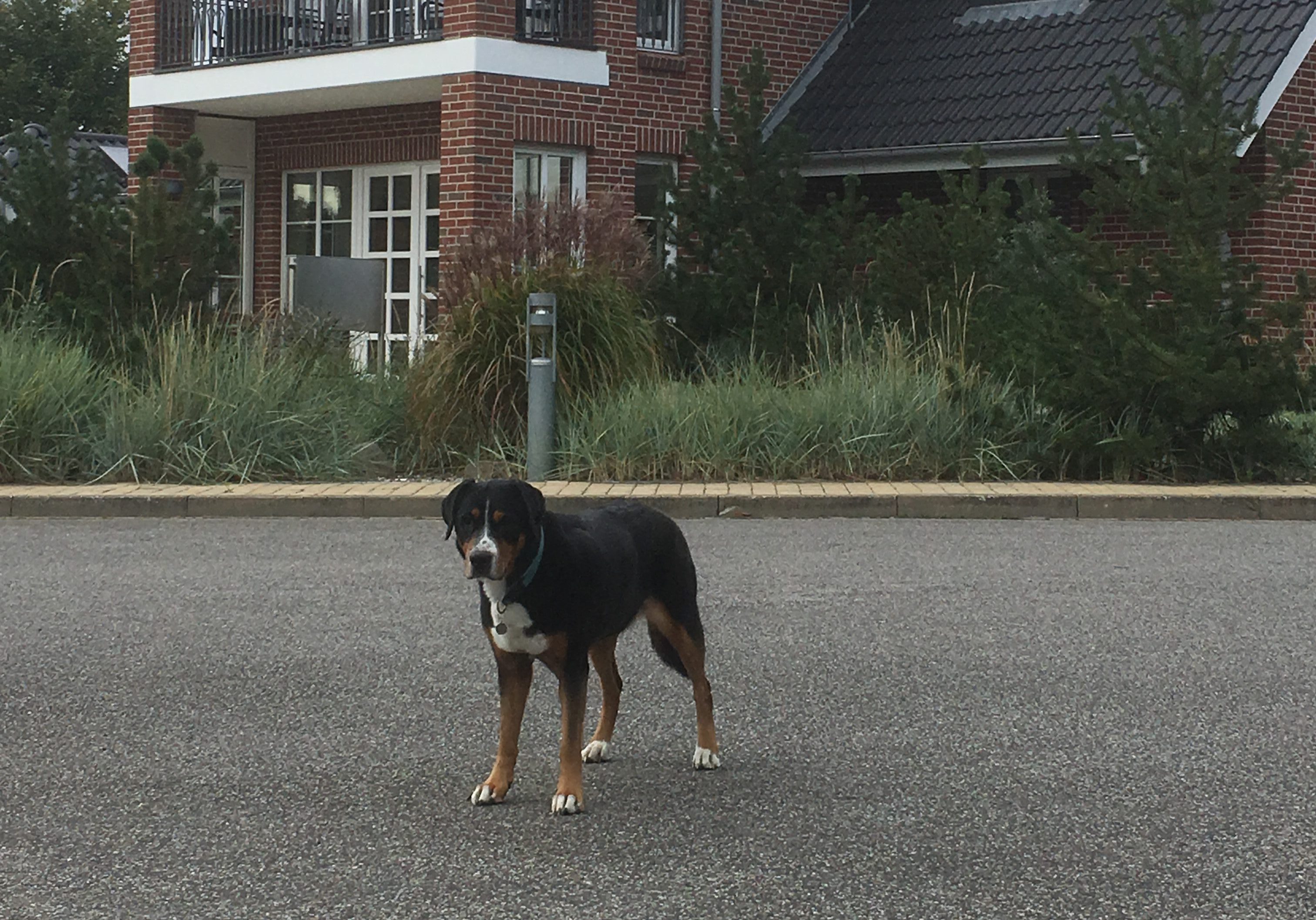 Ferienhaus mit Hund: Diese Dinge solltest Du vor der Buchung prüfen