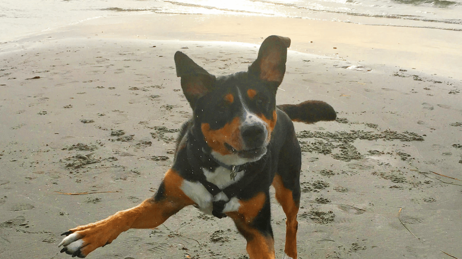 Urlaub mit Hund in Kellenhusen: Unsere Erfahrungen an der Ostsee