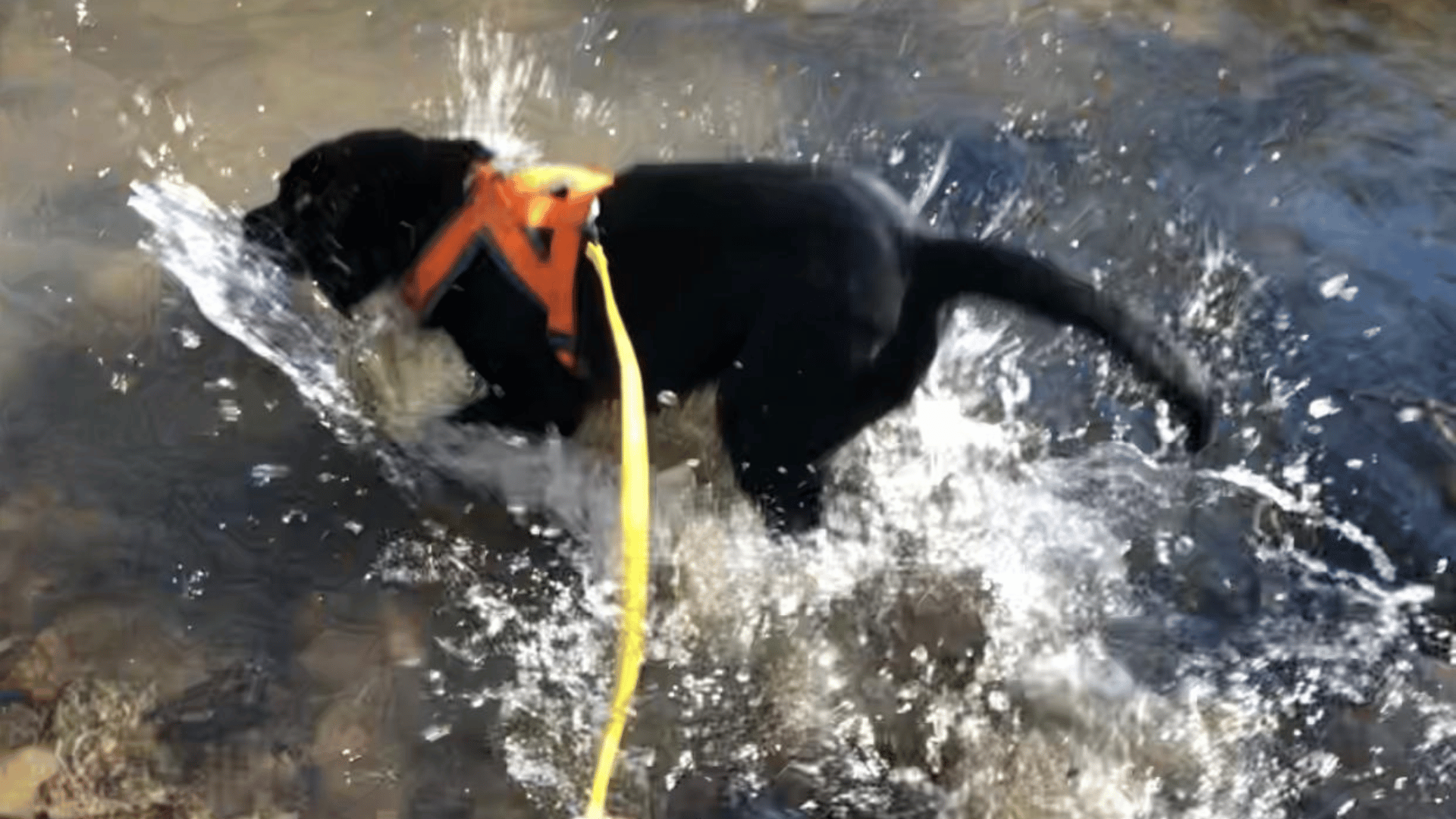 Maja mit Trainingsleine