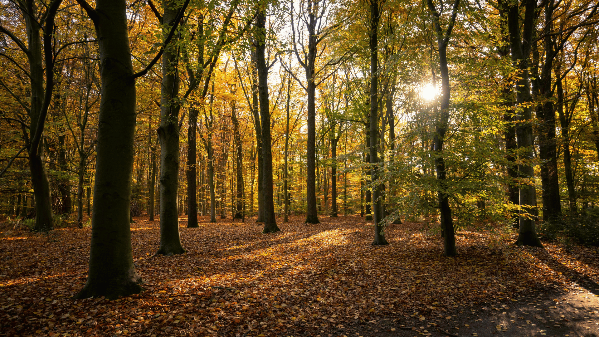 Herbst mit Hund – warum ich diese Jahreszeit für Spaziergänge so liebe