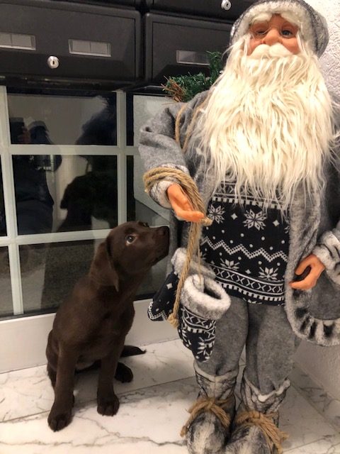 Weihnachten mit Hund – natürlich bekommen Maja und Elina auch Geschenke