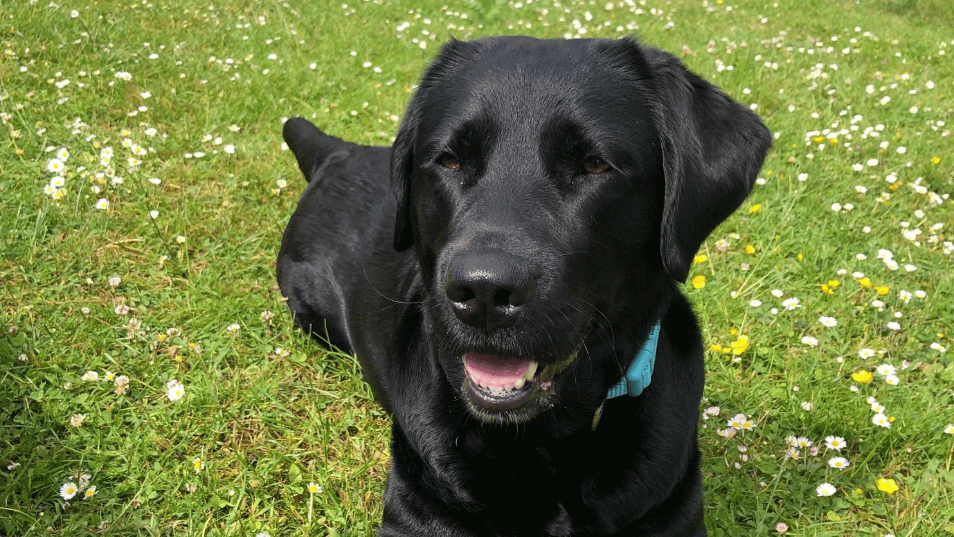 Vitamin B für Hunde – wann ich es phasenweise unterstützend gebe